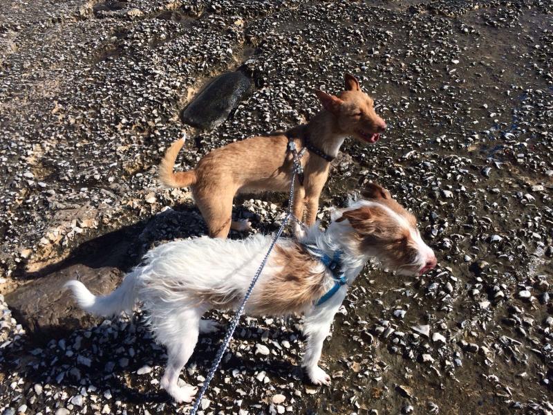 Maxcotea | Foto de Sirio - Perro, Raza: Jack Russell Terrier
 | Sirio | Maxcotea, Adopción de mascotas. Adopción de perros. Adopción de gatos.