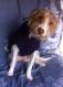 Maxcotea | Foto de Sirio - Perro, Raza: Jack Russell Terrier
 | Sirio | Maxcotea, Adopción de mascotas. Adopción de perros. Adopción de gatos.