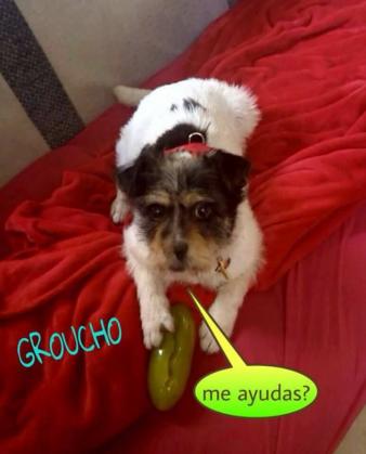 Maxcotea | Foto de Groucho - Perro, Raza: Otro | Groucho | Maxcotea, Adopción de mascotas. Adopción de perros. Adopción de gatos.