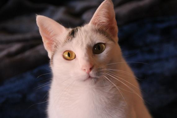 Maxcotea | Foto de Nayra - Gato, Raza: Gato común europeo | Maxcotea, Adopción de mascotas. Adopción de perros. Adopción de gatos.