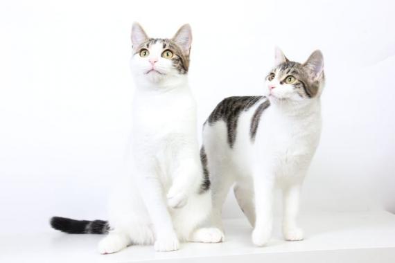 Maxcotea | Foto de Summer y Winter - Gato, Raza: Gato común europeo | Maxcotea, Adopción de mascotas. Adopción de perros. Adopción de gatos.