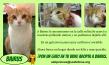Maxcotea | Foto de Bairus - Gato, Raza: Gato común europeo | Bairus en adopción | Maxcotea, Adopción de mascotas. Adopción de perros. Adopción de gatos.