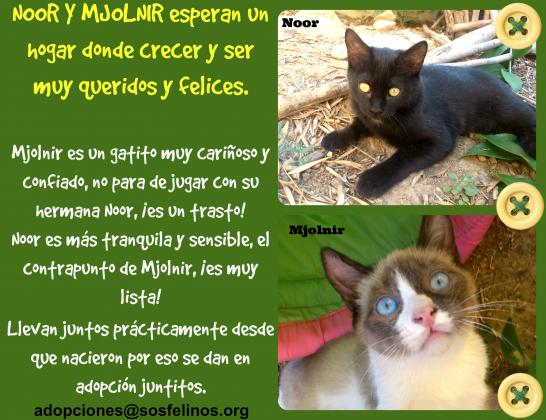 Maxcotea | Foto de Noor y Mjolnir - Gato, Raza: Gato común europeo | Noor y Mjolnir en adopción | Maxcotea, Adopción de mascotas. Adopción de perros. Adopción de gatos.