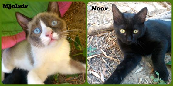 Maxcotea | Foto de Noor y Mjolnir - Gato, Raza: Gato común europeo | Maxcotea, Adopción de mascotas. Adopción de perros. Adopción de gatos.
