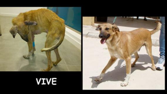 Maxcotea | Foto de VIVE - Perro, Raza: Otro | Maxcotea, Adopción de mascotas. Adopción de perros. Adopción de gatos.