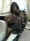 Maxcotea | Foto de Aretha - Perro, Raza: Bulldog Frances
 | Aretha | Maxcotea, Adopción de mascotas. Adopción de perros. Adopción de gatos.