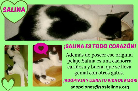 Maxcotea | Foto de Salina - Gato, Raza: Gato común europeo | Salina en adopción | Maxcotea, Adopción de mascotas. Adopción de perros. Adopción de gatos.