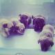 Maxcotea | Foto de 5 cachorritos - Perro, Raza: Affenpinscher
 | 5 cachorritos | Maxcotea, Adopción de mascotas. Adopción de perros. Adopción de gatos.