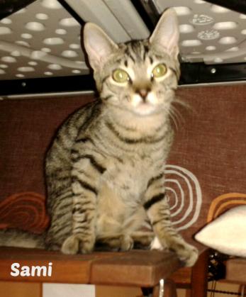 Maxcotea | Foto de Sami - Gato, Raza: Gato común europeo | Maxcotea, Adopción de mascotas. Adopción de perros. Adopción de gatos.