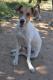 Maxcotea | Foto de Lucky - Perro, Raza: Jack Russell Terrier
 | Lucky, en adopción | Maxcotea, Adopción de mascotas. Adopción de perros. Adopción de gatos.