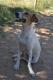 Maxcotea | Foto de Lucky - Perro, Raza: Jack Russell Terrier
 | Lucky, en adopción | Maxcotea, Adopción de mascotas. Adopción de perros. Adopción de gatos.