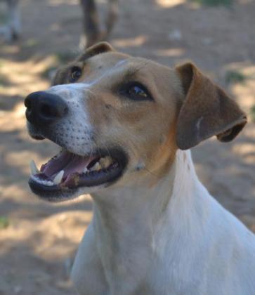Maxcotea | Foto de Lucky - Perro, Raza: Jack Russell Terrier
 | Maxcotea, Adopción de mascotas. Adopción de perros. Adopción de gatos.
