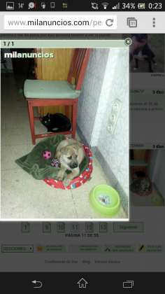 Maxcotea | Foto de buly - Perro, Raza: Otro | Maxcotea, Adopción de mascotas. Adopción de perros. Adopción de gatos.