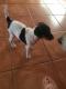 Maxcotea | Foto de Bimba - Perro, Raza: Bodeguero Andaluz
 | Bimba | Maxcotea, Adopción de mascotas. Adopción de perros. Adopción de gatos.