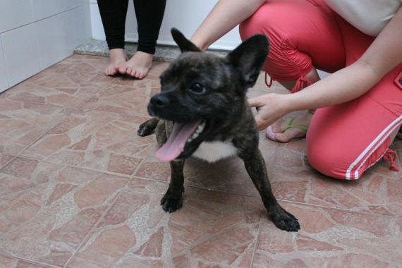 Maxcotea | Foto de Aretha - Perro, Raza: Bulldog Frances | Maxcotea, Adopción de mascotas. Adopción de perros. Adopción de gatos.