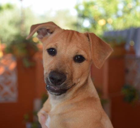 Maxcotea | Foto de Kiwi - Perro, Raza: Otro | Maxcotea, Adopción de mascotas. Adopción de perros. Adopción de gatos.