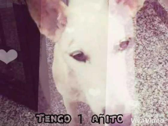 Maxcotea | Foto de Blanquita - Perro, Raza: Podenco Portugues
 | Blanquita | Maxcotea, Adopción de mascotas. Adopción de perros. Adopción de gatos.