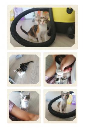 Maxcotea | Foto de LISA Y MIA - Gato, Raza: Otro | Maxcotea, Adopción de mascotas. Adopción de perros. Adopción de gatos.