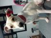 Maxcotea | Foto de Naru - Perro, Raza: American Pit Bull Terrier
 | Naru la presumida | Maxcotea, Adopción de mascotas. Adopción de perros. Adopción de gatos.