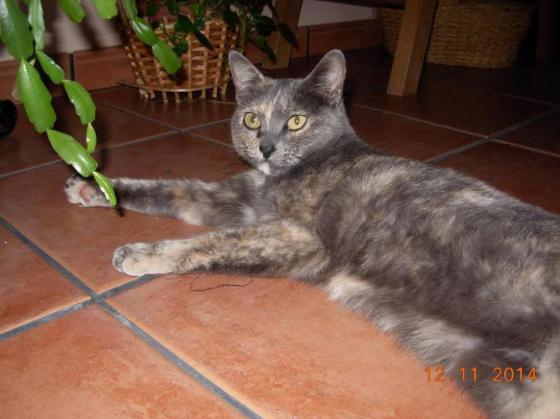Maxcotea | Foto de Kayla - Gato, Raza: Gato común europeo | Maxcotea, Adopción de mascotas. Adopción de perros. Adopción de gatos.